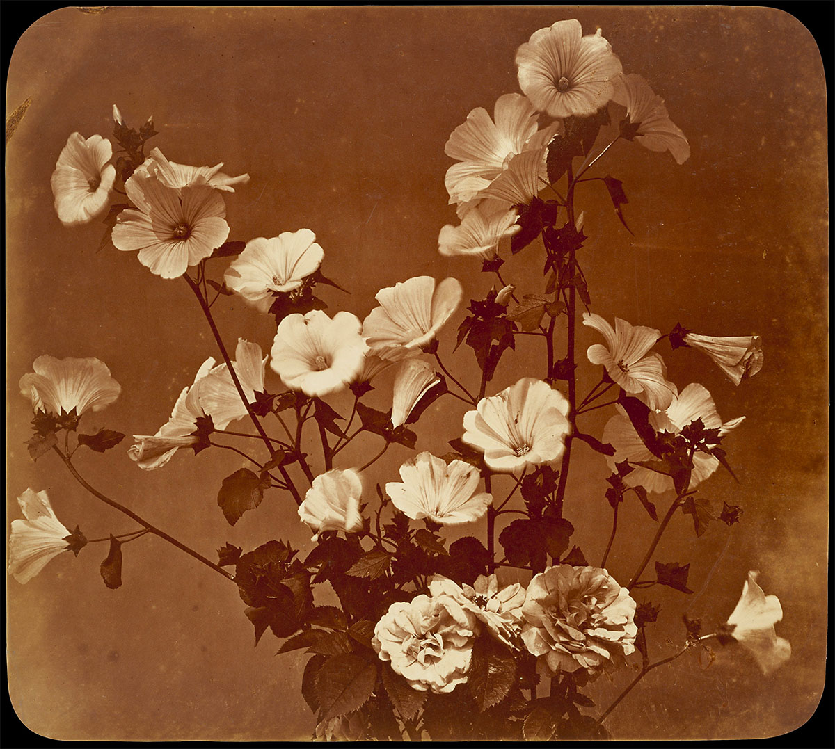Flower Study, Rose of Sharon, circa 1854 - Gift of Gilman Paper Company, in memory of Samuel J. Wagstaff Jr., 1987, Metropolitan Museum of Art<p>© Adolphe Braun</p>