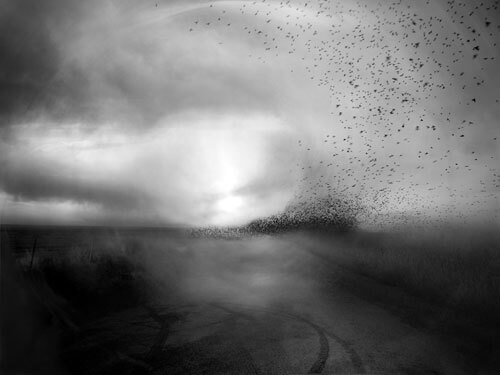 This is persue<p>© Angela Bacon-Kidwell</p>