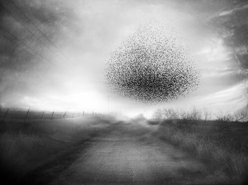 A murmur of wholeness<p>© Angela Bacon-Kidwell</p>