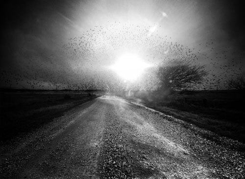 Morning Noise<p>© Angela Bacon-Kidwell</p>