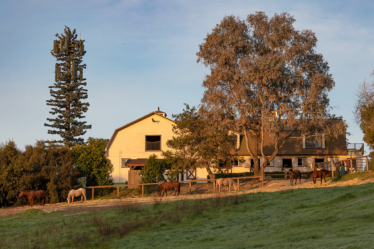 Fauxliage: Community Barn, Los Altos Hills, CA<p>© Annette LeMay Burke</p>