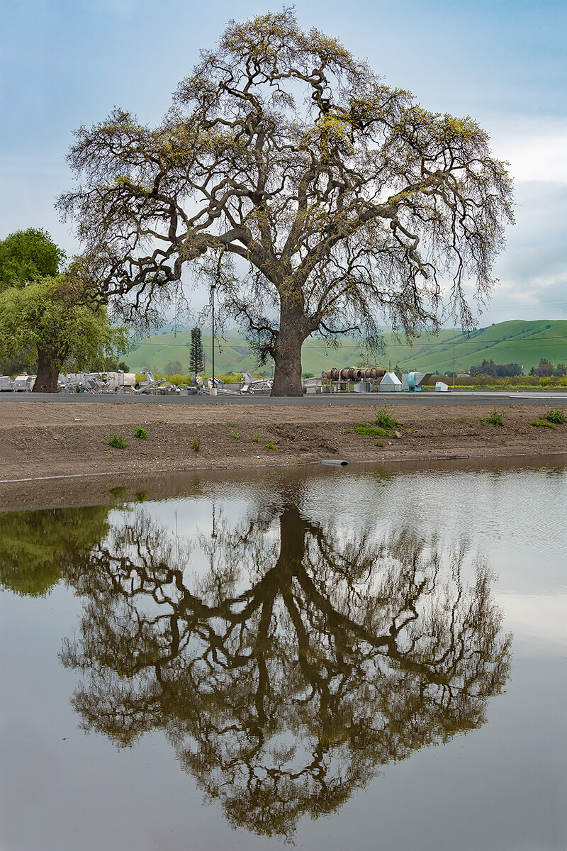 Fauxliage: Native Oak, Dunneville, CA<p>© Annette LeMay Burke</p>