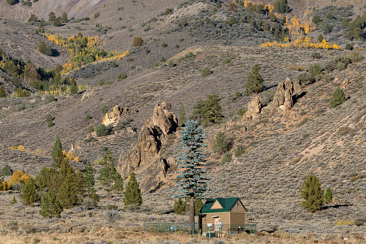 Fauxliage: Early Autumn Color, Sonora Junction, CA<p>© Annette LeMay Burke</p>