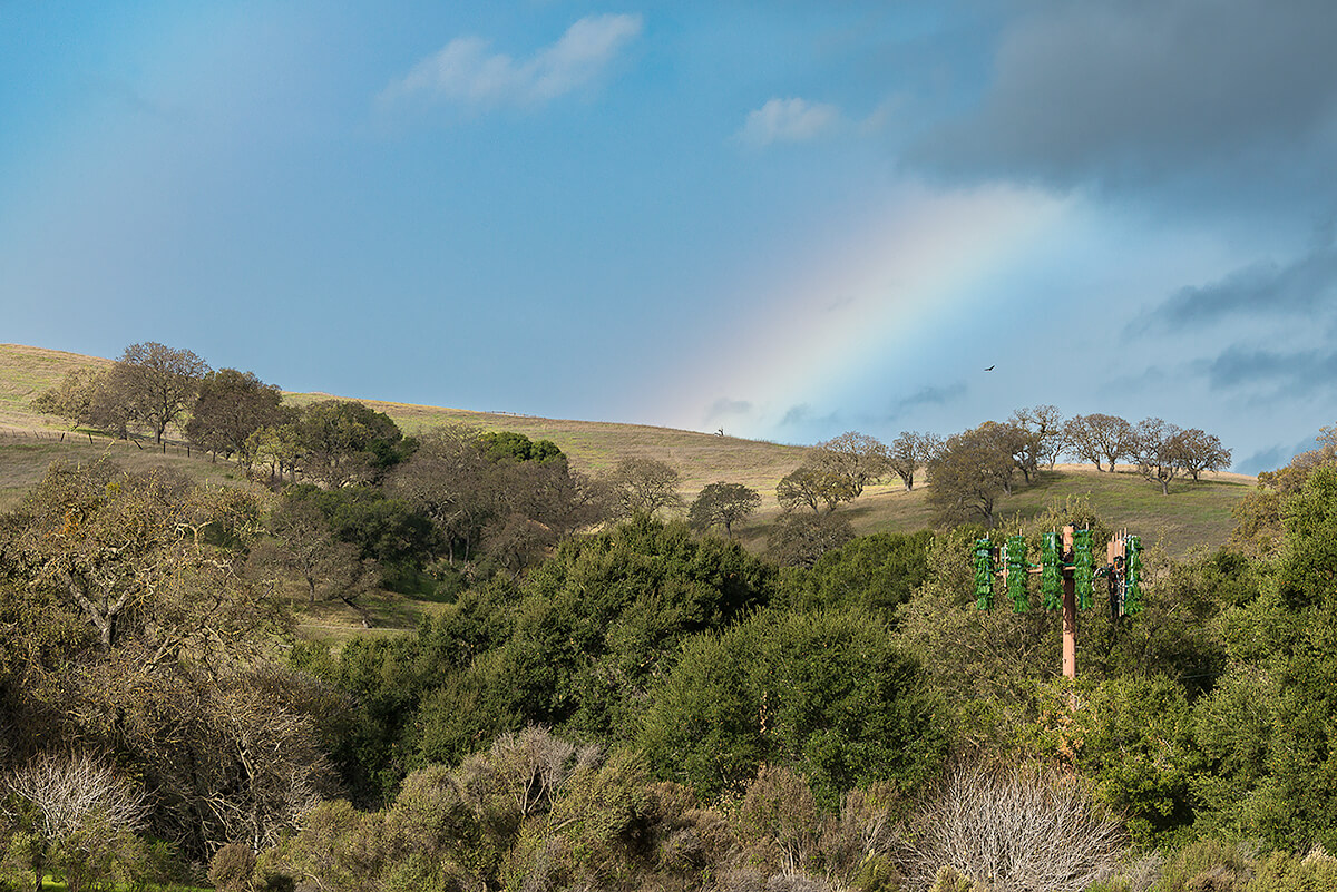 Fauxliage: Stanford Rainbow, Palo Alto, CA<p>© Annette LeMay Burke</p>
