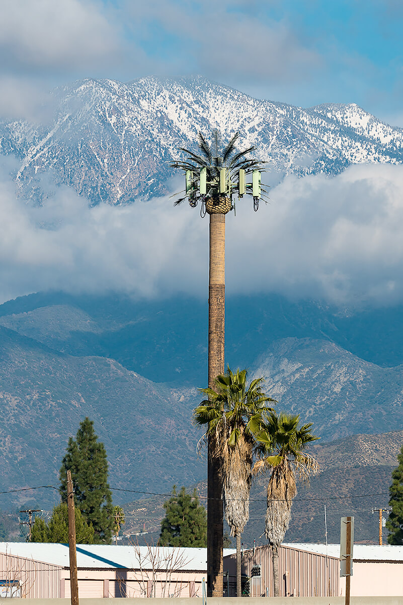 Fauxliage: Palm in Winter, Calimesa, CA<p>© Annette LeMay Burke</p>