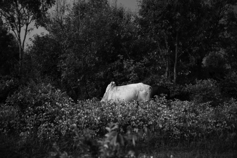 Silver zebu, Madagascar<p>© Bernard Benavides</p>