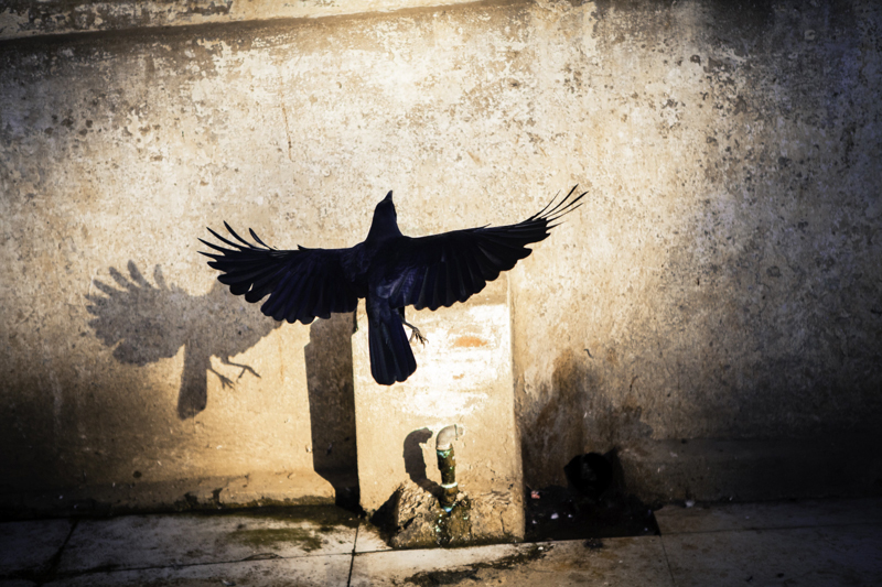 A raven, Myanmar<p>© Bernard Benavides</p>