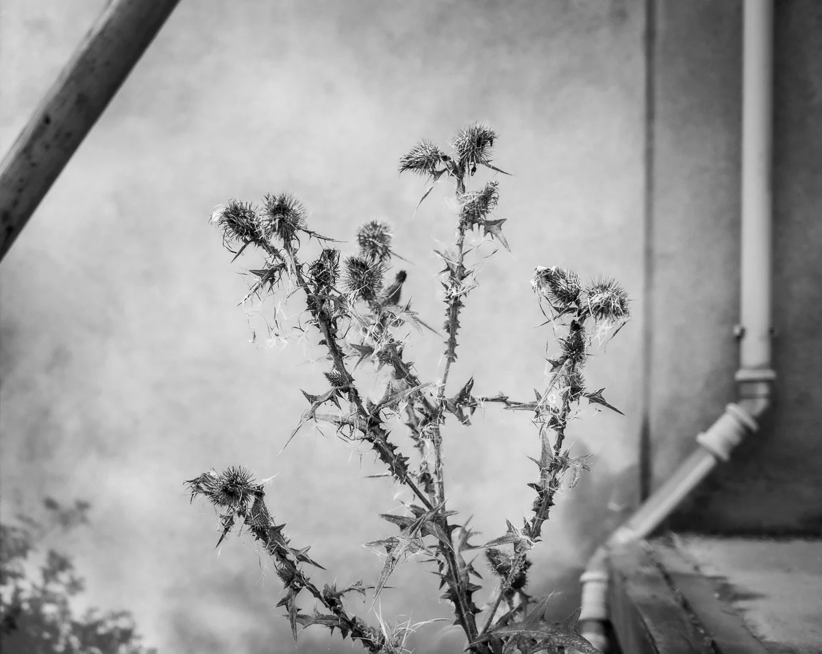 <p>© Christer Björkman</p>