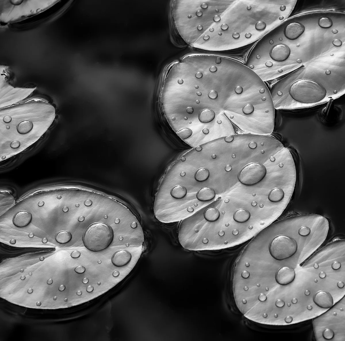 <p>© Christer Björkman</p>