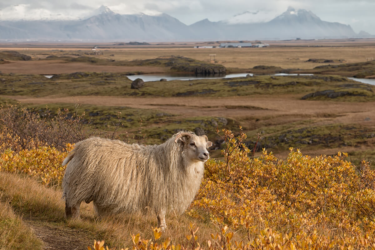 Icelandic Sheep<p>© Elizabeth Bourne</p>