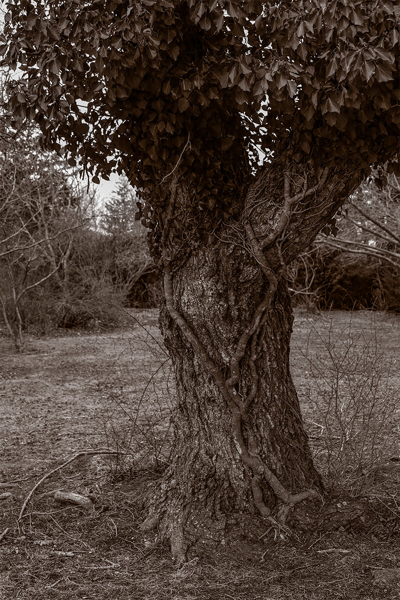 Homage to Atget<p>© Gary Beeber</p>