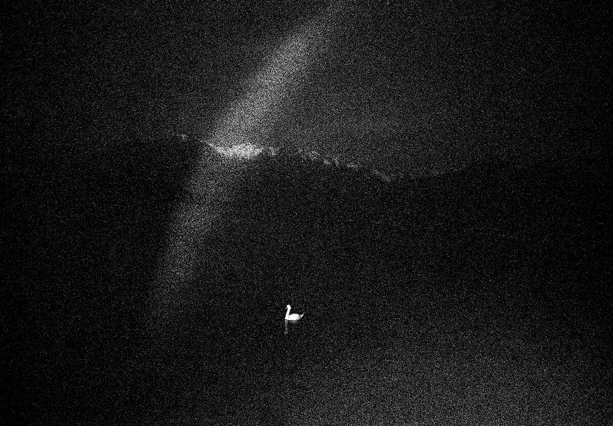 One Year. Swan on Lake Como, Italy. <p>© Geert Broertjes</p>