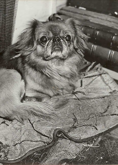 A Pekinese, 1930<p>Courtesy Vintage Works, Ltd / © George Brassaï</p>