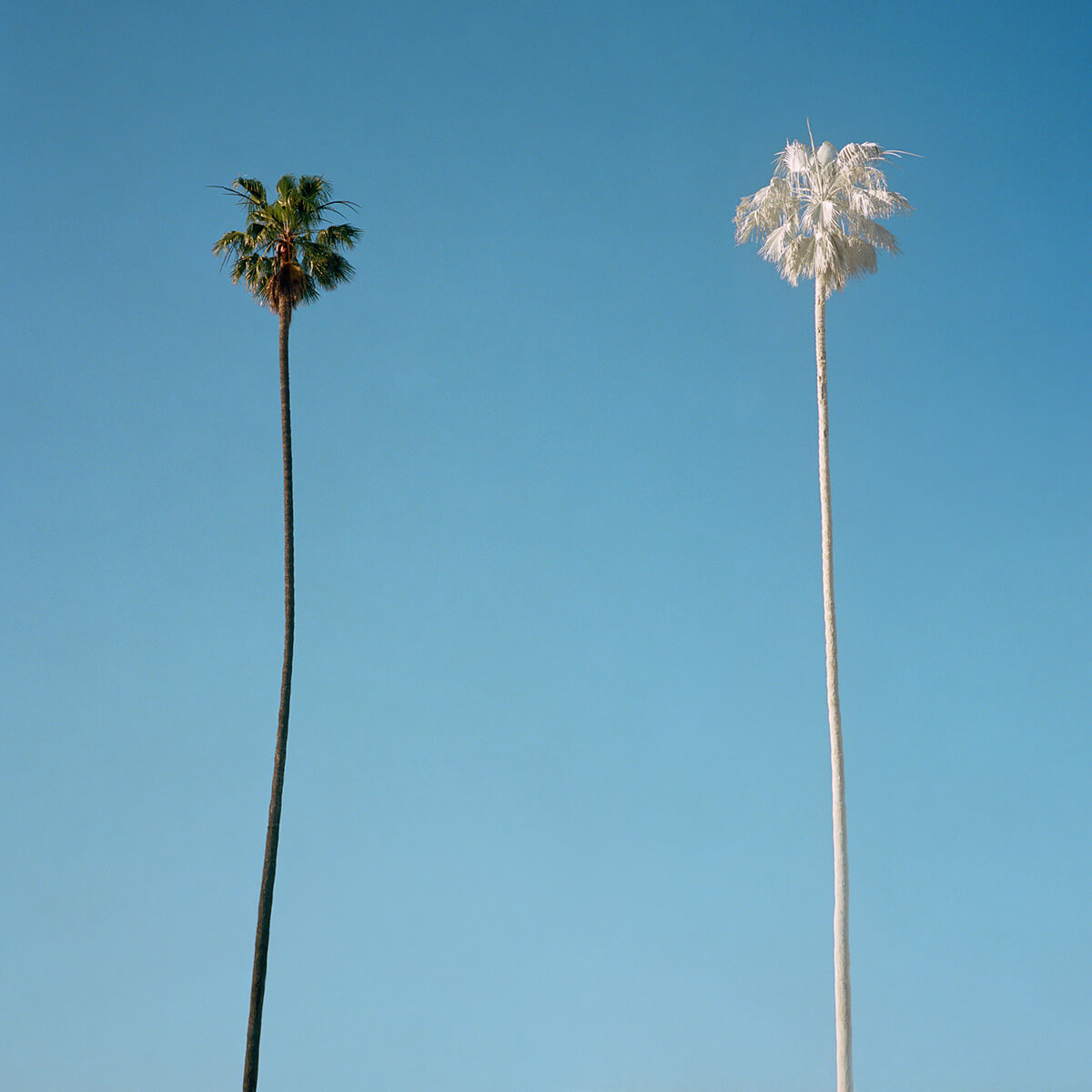 White Palm, 2015<p>© George Byrne</p>