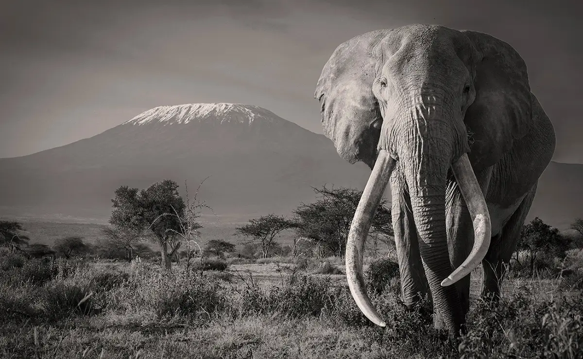 The Old Man and the Mountain<p>&copy; George Dian Balan</p>