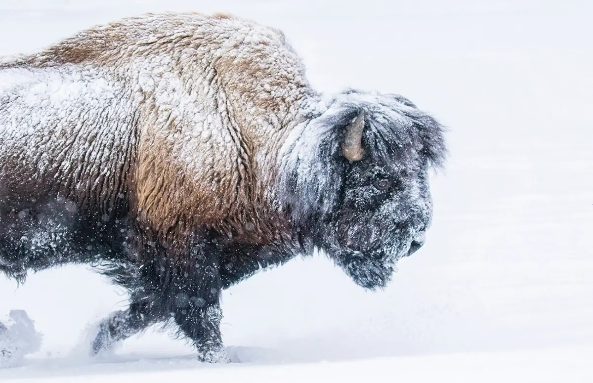 Legend of America<p>&copy; George Dian Balan</p>