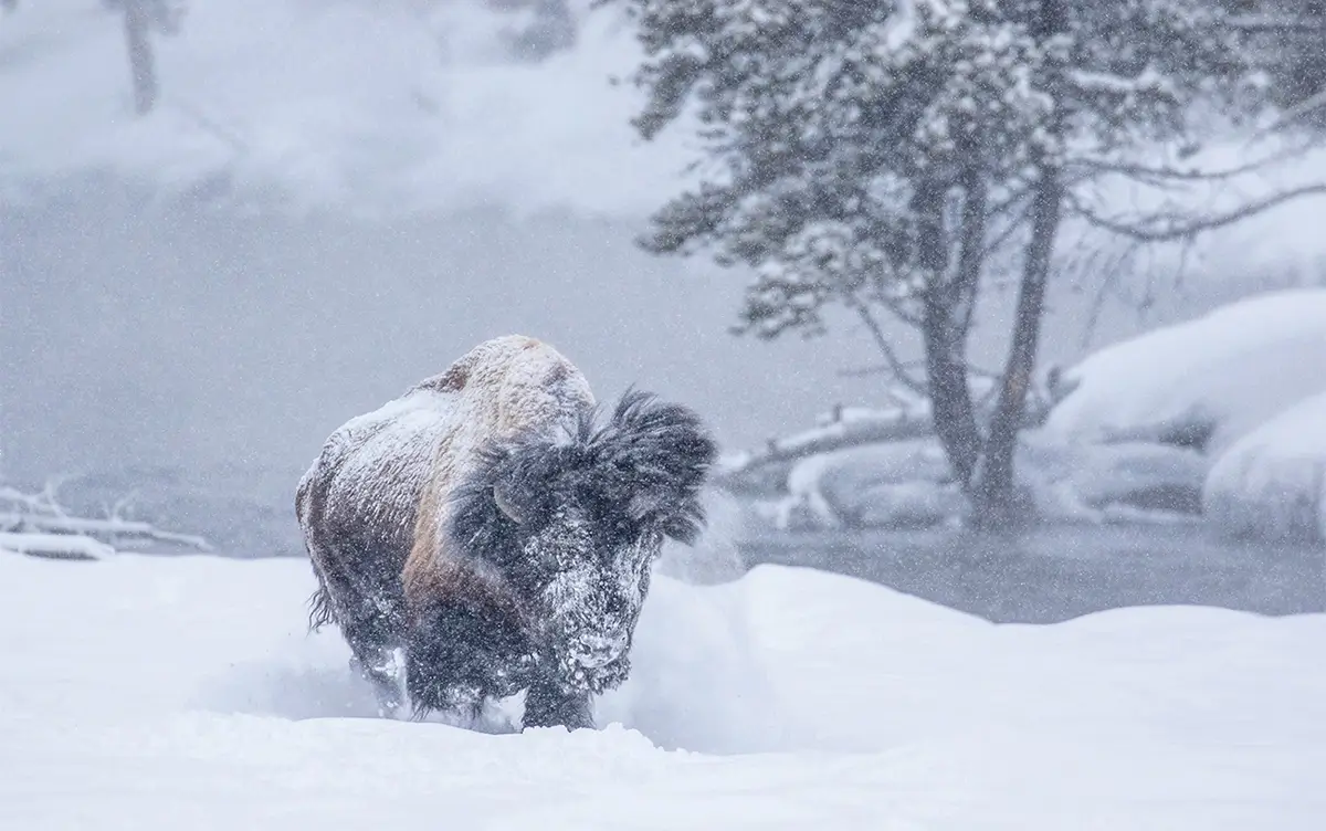 Tatanka the Spirit of the Ancestors<p>&copy; George Dian Balan</p>