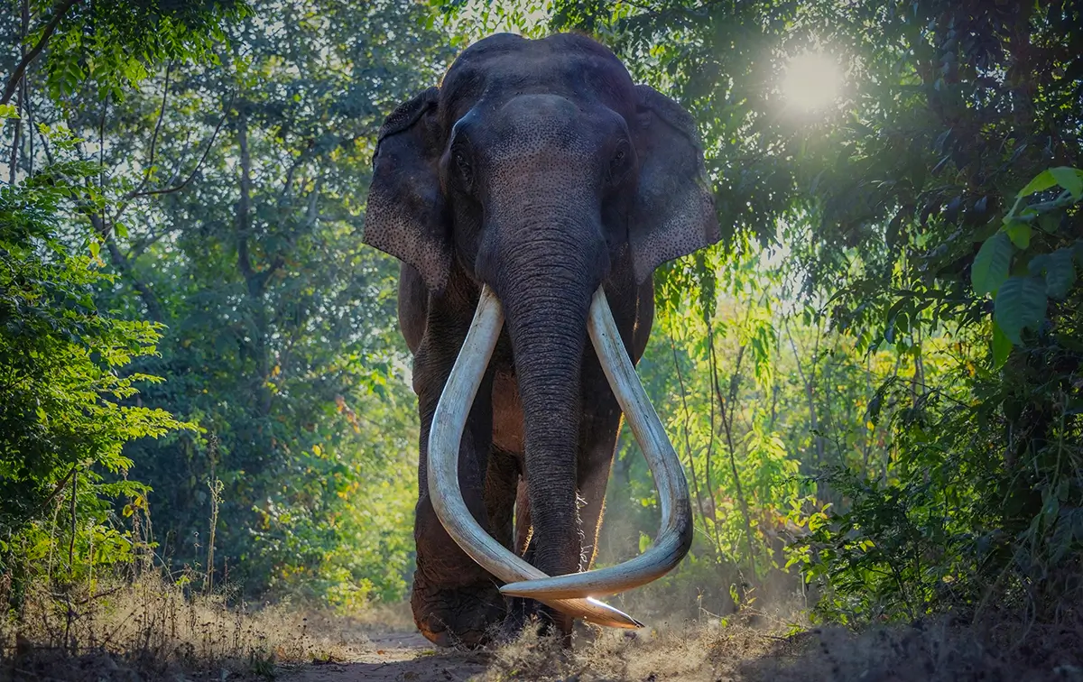 Superstar<p>&copy; George Dian Balan</p>