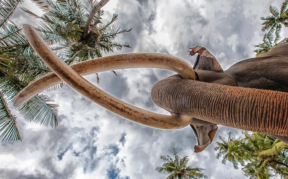 Great Tusker Coconut Mandala<p>&copy; George Dian Balan</p>
