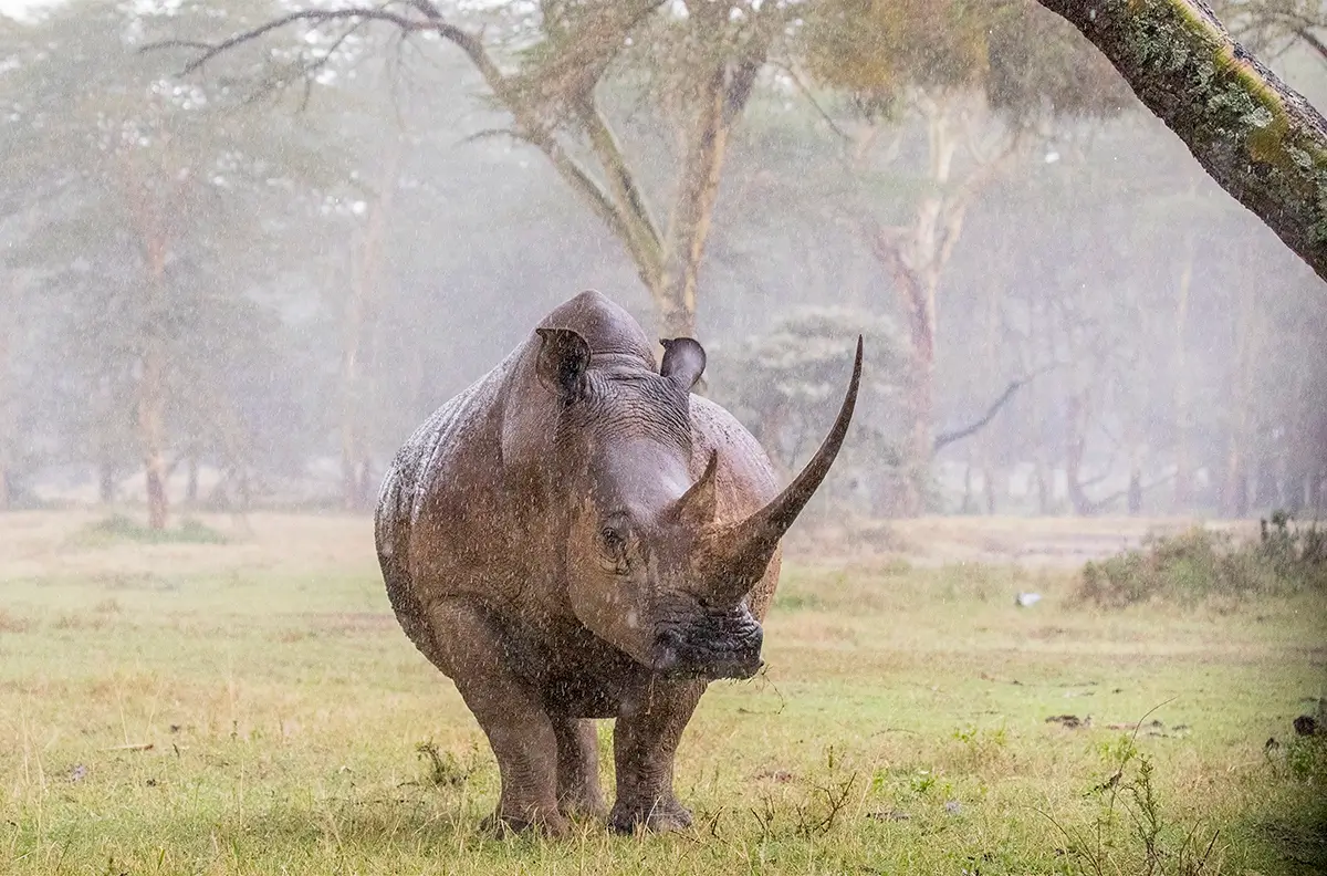 From Pleistocene with Love<p>&copy; George Dian Balan</p>