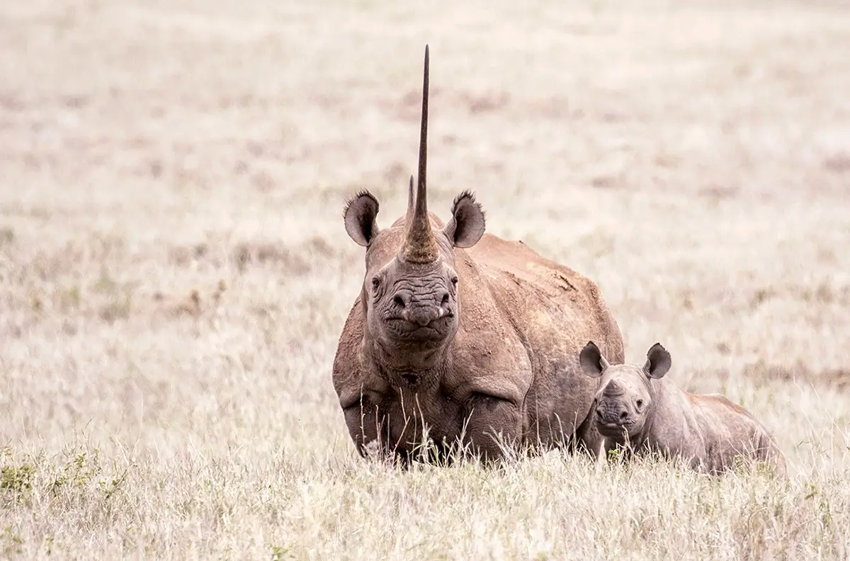 Waiwai the Impalor<p>&copy; George Dian Balan</p>