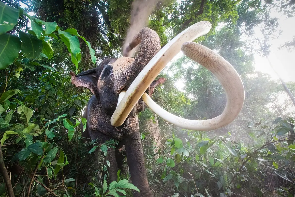 Dusting Mammoth<p>&copy; George Dian Balan</p>