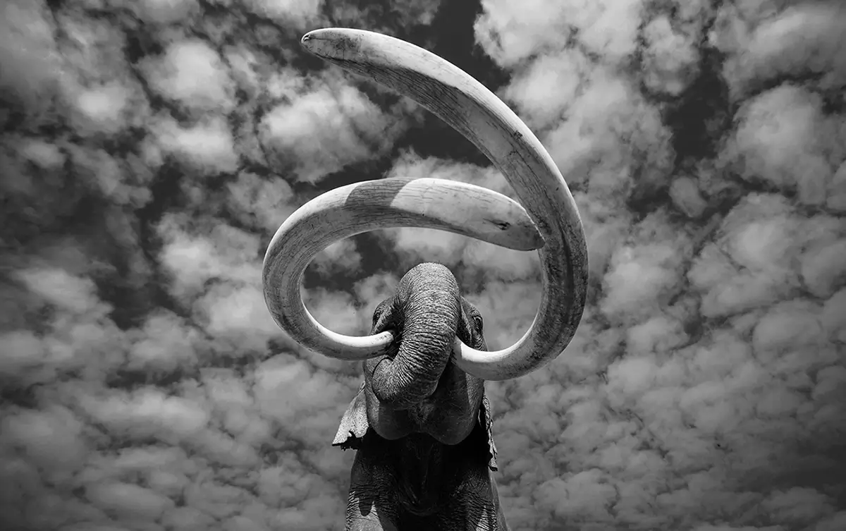 When Mammoths Ruled The Earth<p>&copy; George Dian Balan</p>