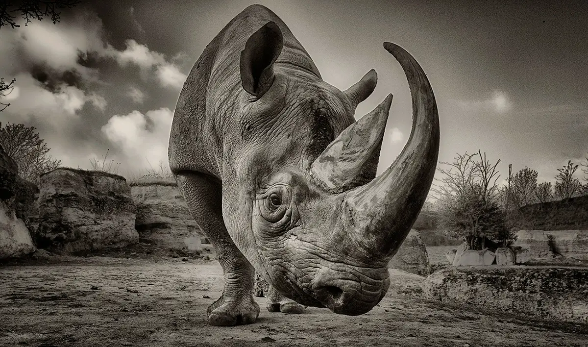 Node To Nose Horn<p>&copy; George Dian Balan</p>