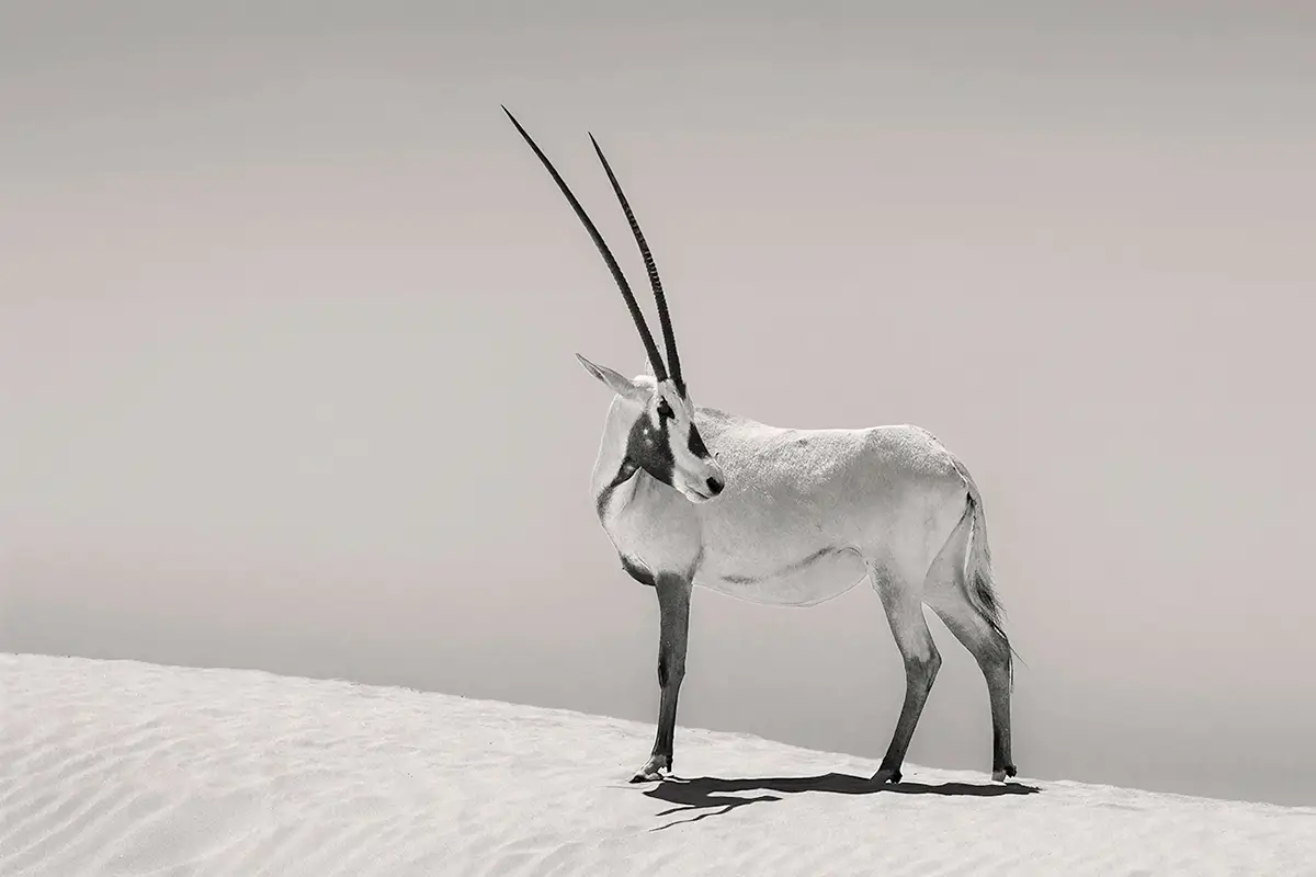 Oryx of Arabia<p>&copy; George Dian Balan</p>