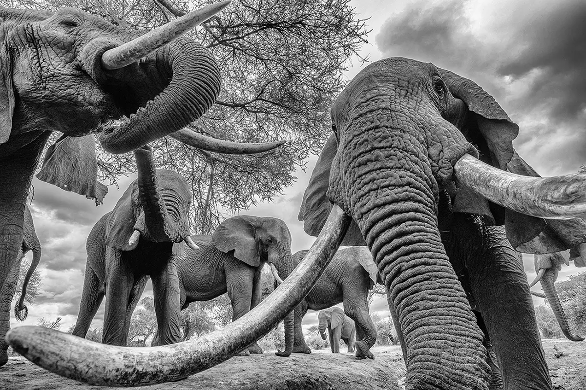 Pecking Order<p>&copy; George Dian Balan</p>