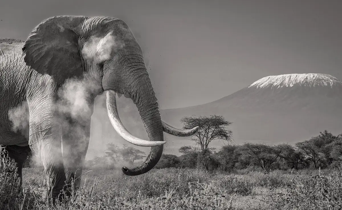 Amboseli<p>&copy; George Dian Balan</p>