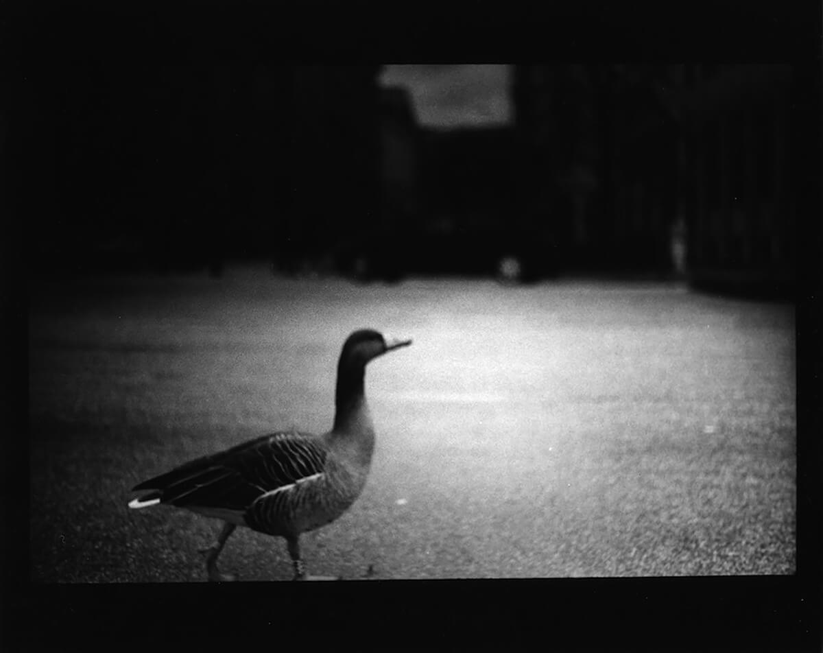 <p>© Giacomo Brunelli</p>