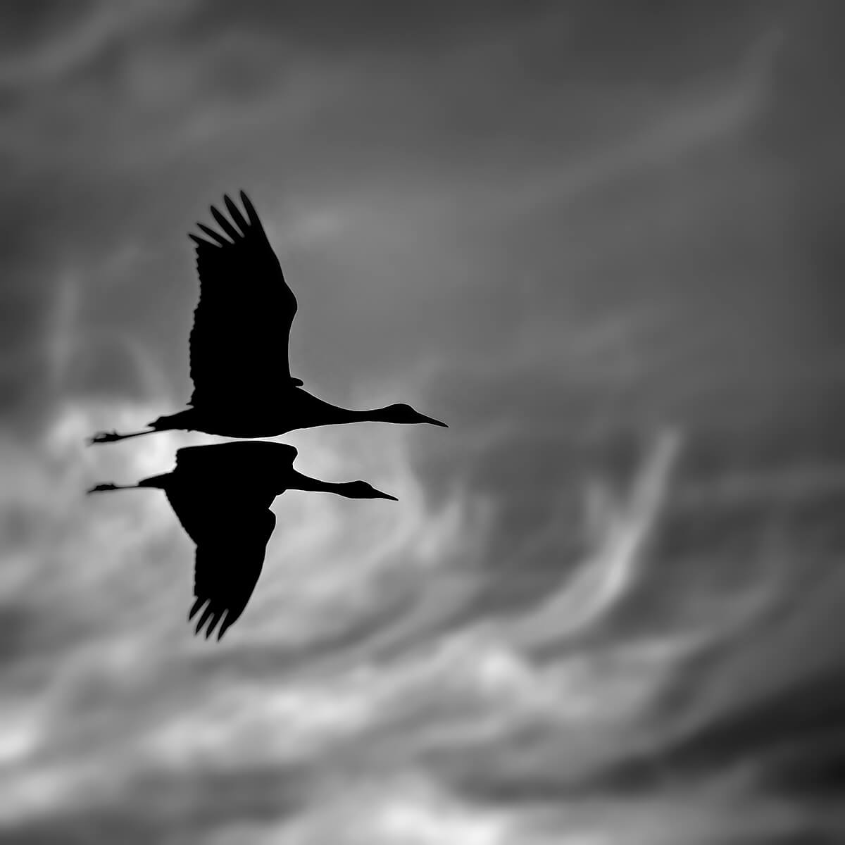 Two Cranes, Sauvue Island, Oregon, 2021<p>© Gloria Baker Feinstein</p>