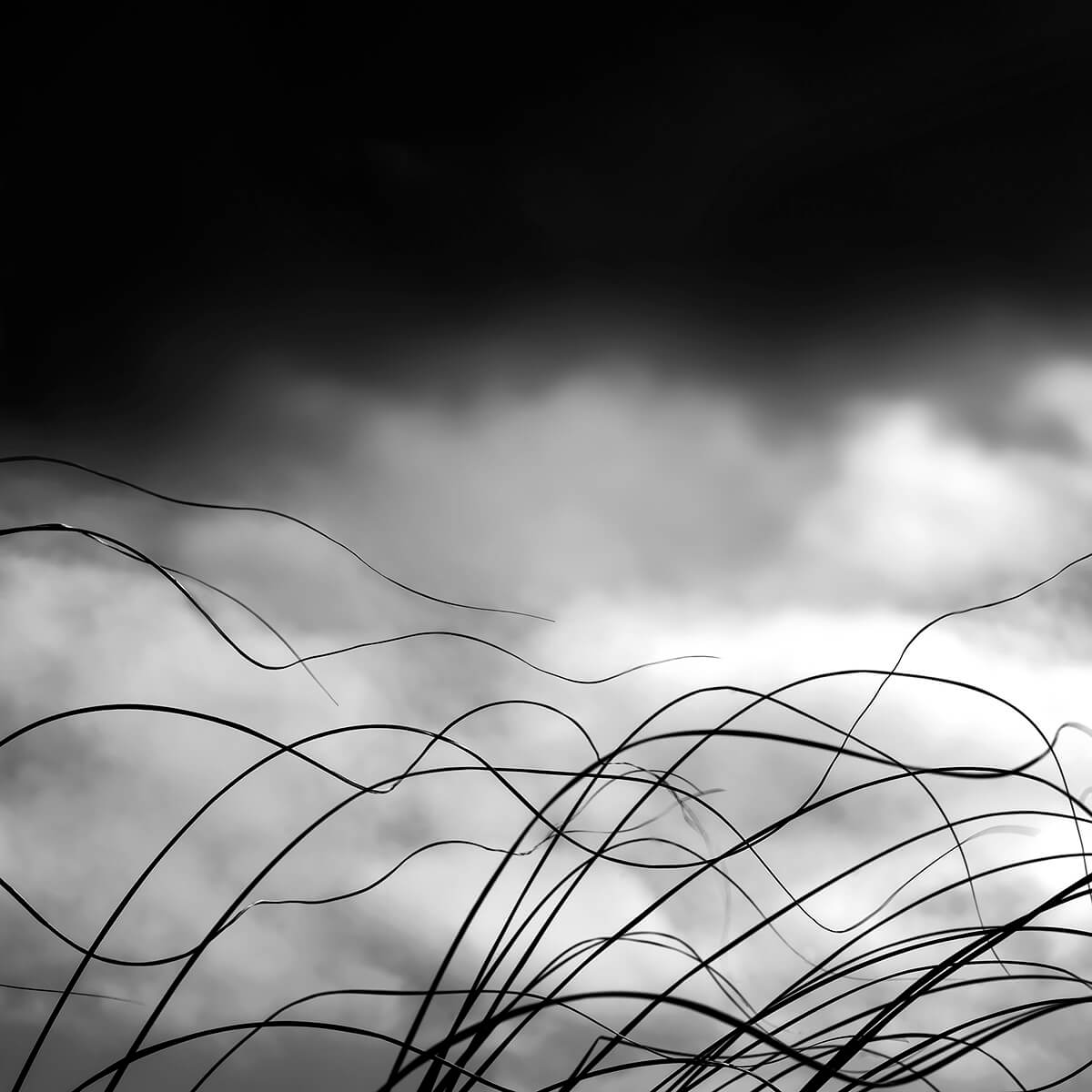 Seagrass, Rockaway Beach, Oregon, 2018<p>© Gloria Baker Feinstein</p>