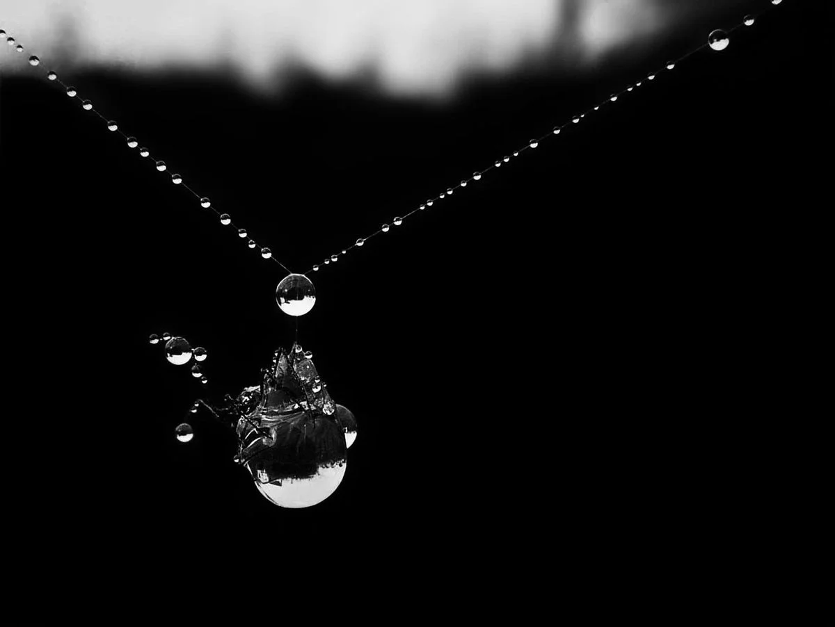 Pearls of nature<p>&copy; Jean-François Block</p>