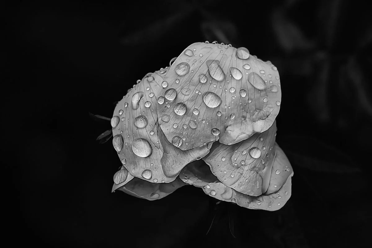 Gouttes sur pétales<p>&copy; Jean-François Block</p>