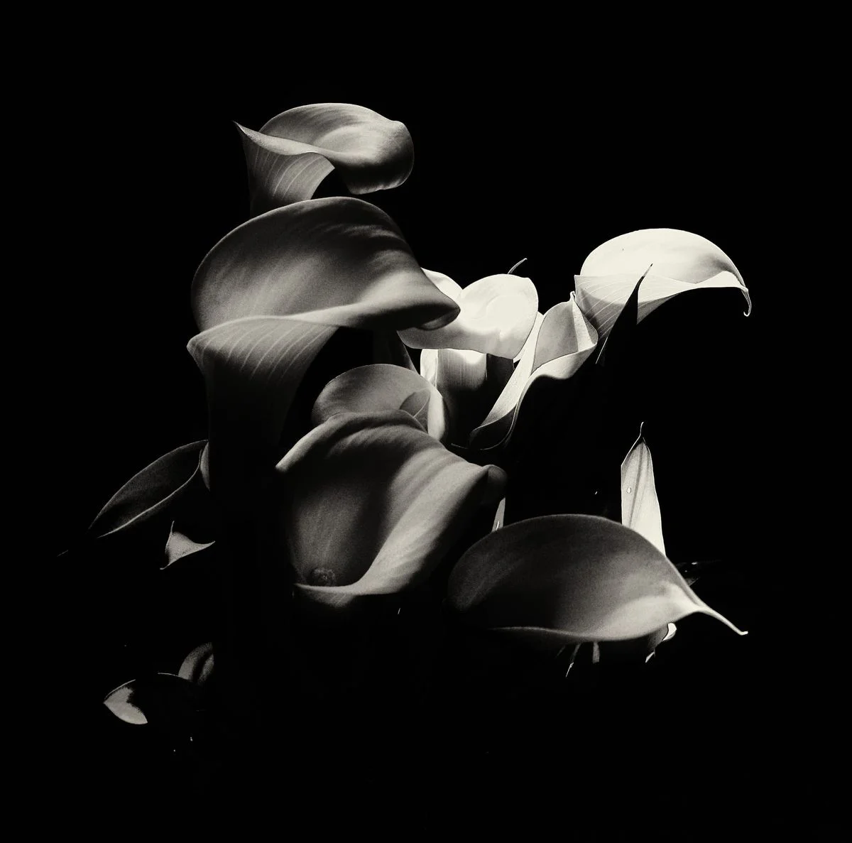 Arum<p>&copy; Jean-François Block</p>