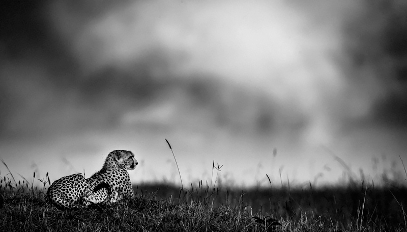 Cheetah before the rain, Kenya 2006 <p>© Laurent Baheux</p>