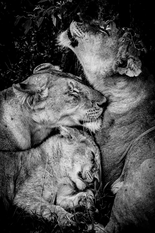 Hugs of lions, Kenya 2006<p>© Laurent Baheux</p>