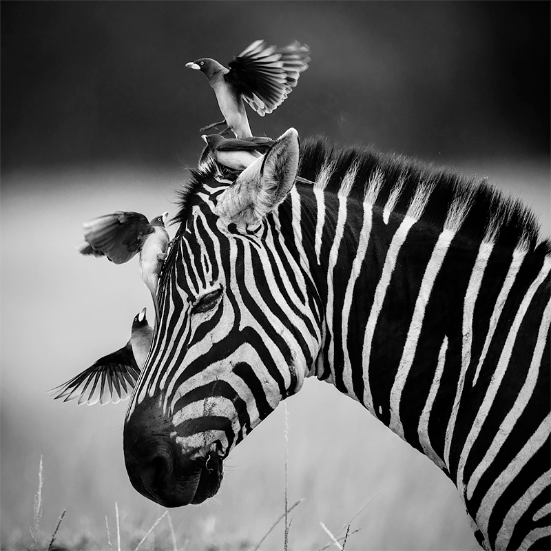 Zebra-Friends for Life Kenya 2014<p>© Laurent Baheux</p>