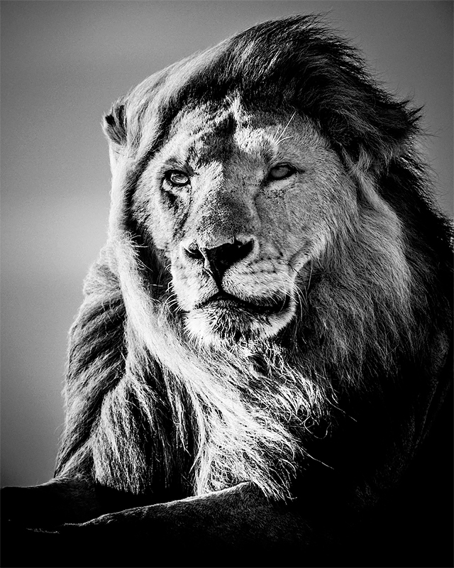 Lion in the wind 5, Tanzania 2007<p>© Laurent Baheux</p>