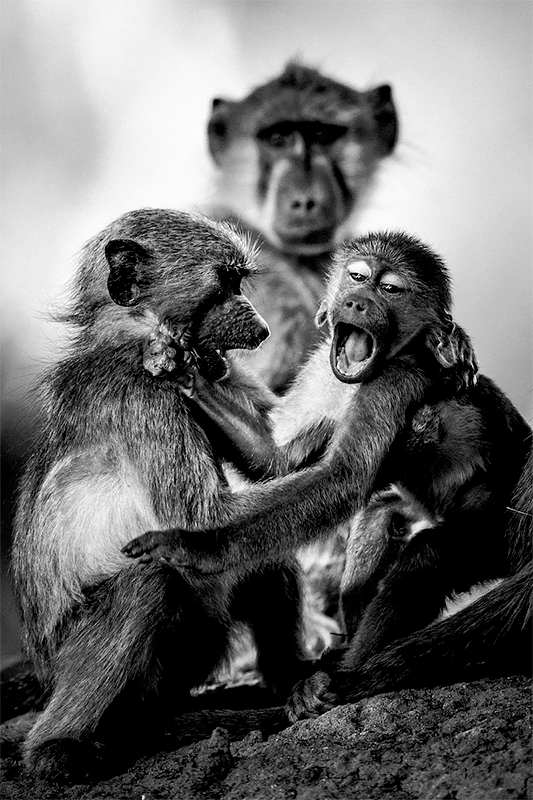 Two baby baboons, Botswana 2009<p>© Laurent Baheux</p>