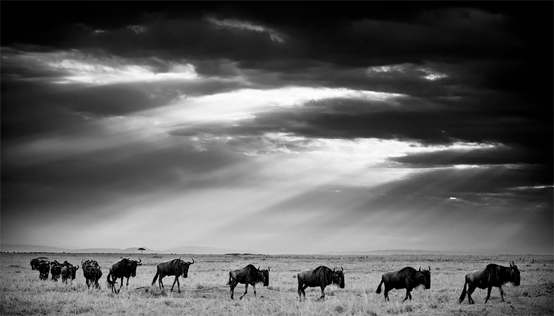 Wildebeest-Exodus, Kenya 2013<p>© Laurent Baheux</p>