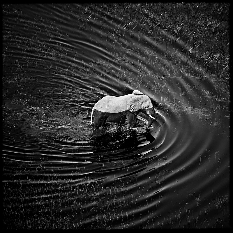 Waves around elephant, Botswana 2009<p>© Laurent Baheux</p>