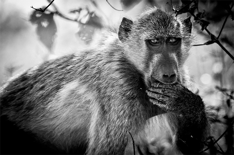 Baboon has something to say, Botswana 2009<p>© Laurent Baheux</p>