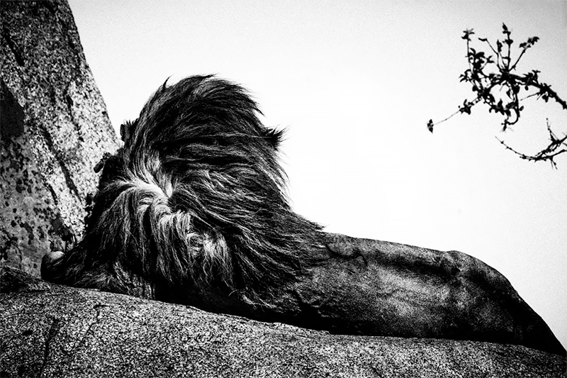 Lion’s back, Tanzania 2018<p>© Laurent Baheux</p>