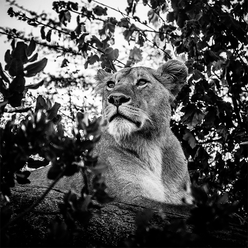 Lionne scrutant l’horizon, Tanzania 2018<p>© Laurent Baheux</p>