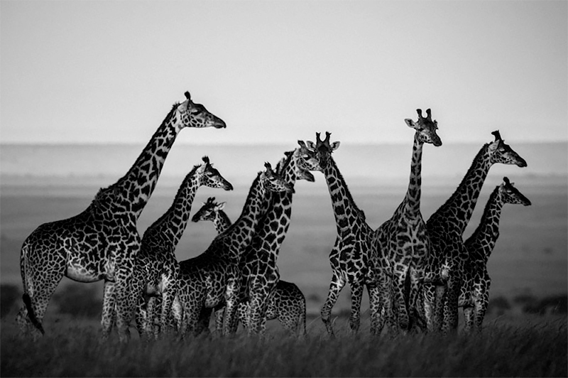 Giraffes in harmony with their natural setting, Kenya 2013<p>© Laurent Baheux</p>