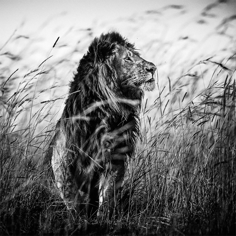 Lion in the grass I, Kenya 2013<p>© Laurent Baheux</p>