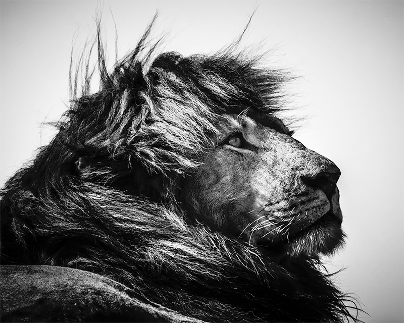 Lion looking at bird, Tanzania 2018<p>© Laurent Baheux</p>